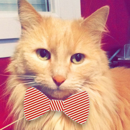 Accessoires selfies pour chat