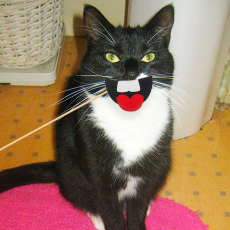 Accessoires selfies pour chat