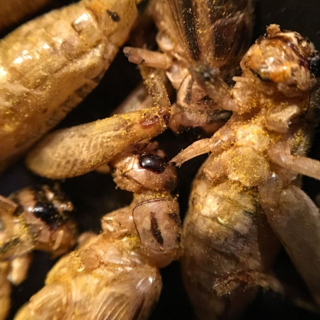Duo apéro d'insectes comestibles