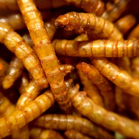 Duo apéro d'insectes comestibles