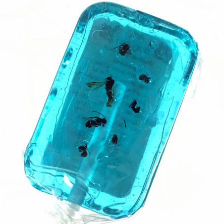 Pack découverte dégustation d'insectes