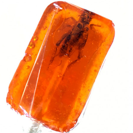 Pack découverte dégustation d'insectes