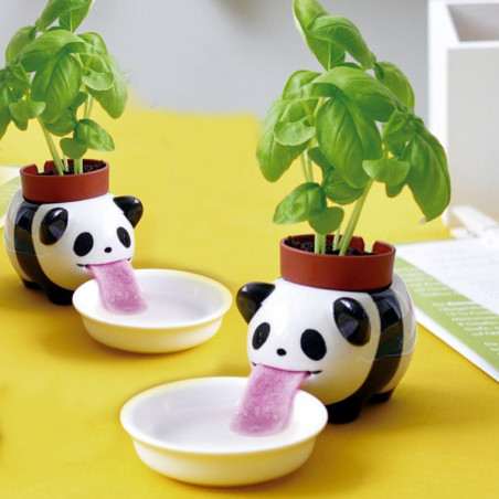 Peropon Panda Basilic à faire pousser