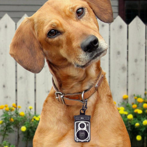 Rolldog, appareil photo distributeur de sacs pour chien