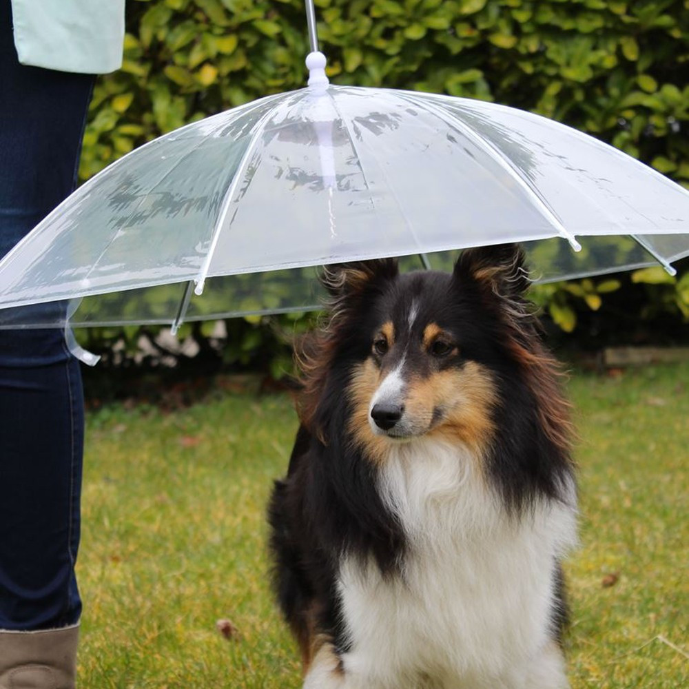 Parapluie automatique avec un chien. Accessoires Parapluies et accessoires de pluie Croquis de chien maltais Umbrella 