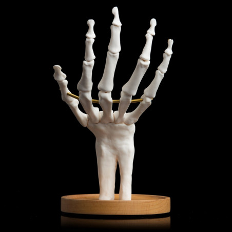 Porte-bijoux Main squelette