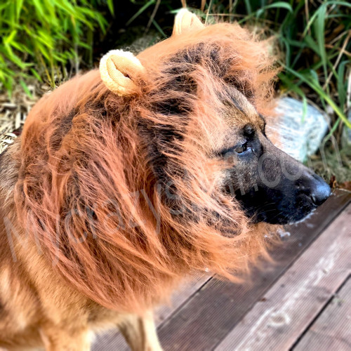 Perruque crinière de lion pour chien
