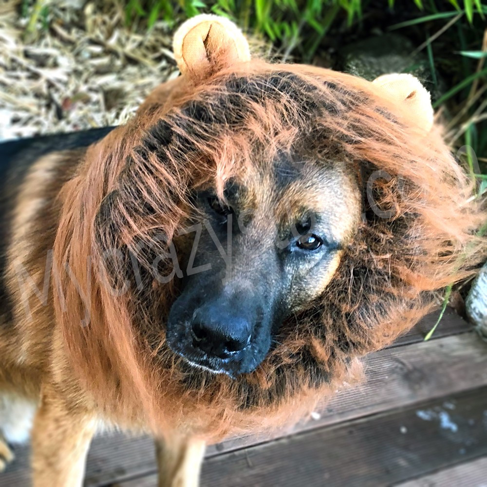 Perruque crinière de lion pour chien