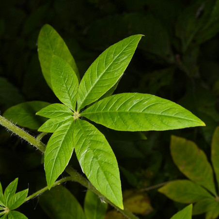 Kit à faire pousser Marijuana