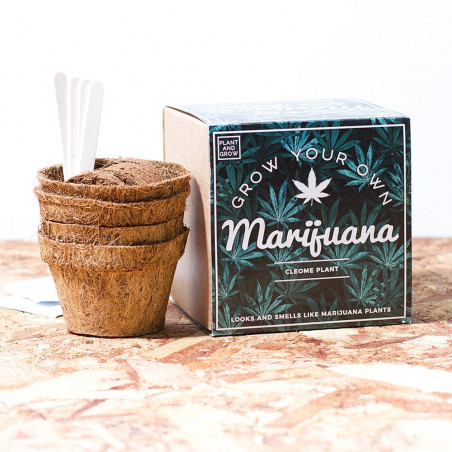 Kit à faire pousser Marijuana