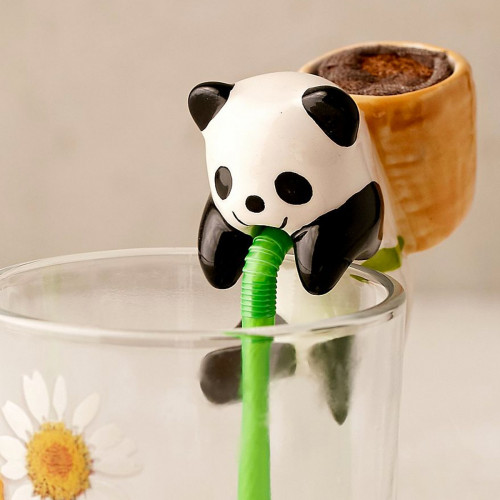 Chuppon Panda basilic à faire pousser