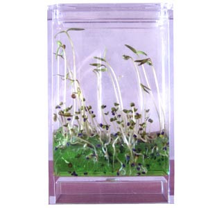 Mini laboratoire de botanique