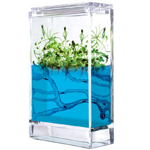 Vente Fourmilière Forest