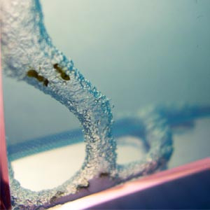 Photo Fourmilière Forest