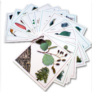 Photo Kit découverte des arbres