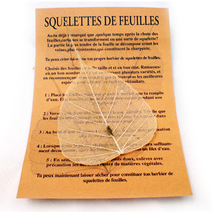 Kit découverte des arbres