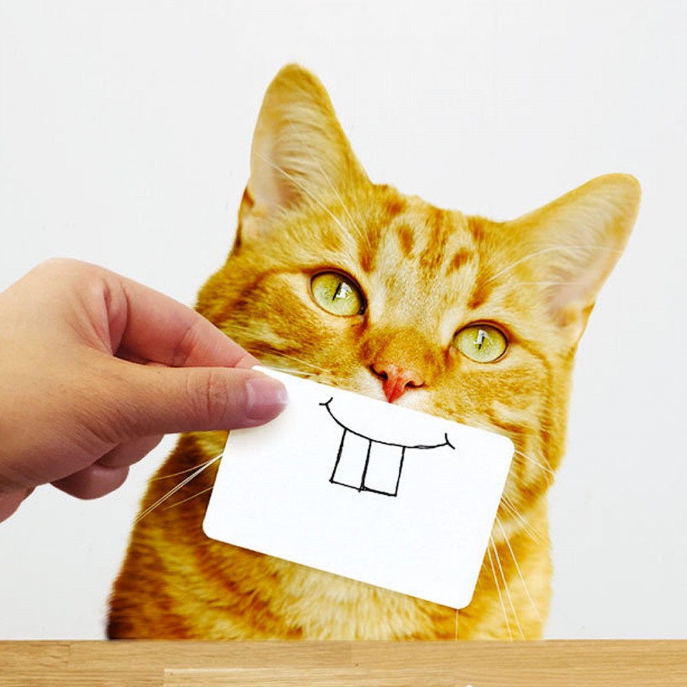 Cats snap, cartes selfie pour chats