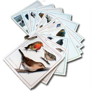 Photo Kit observation des oiseaux