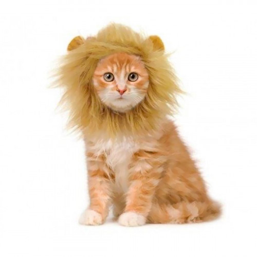 Crinière de lion pour chat