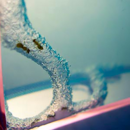 Super Fourmilière – Fourmilière en Gel avec Loupe - Mycrazystuff