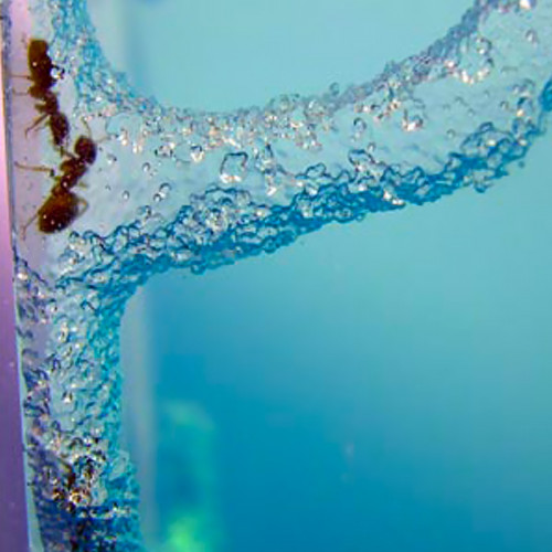Super Fourmilière – Fourmilière en Gel avec Loupe - Mycrazystuff