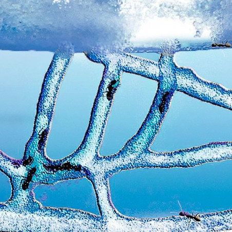 Photo Super Fourmilière Deluxe