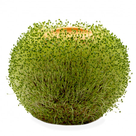 Jardinière en terre cuite sphère verte à faire pousser