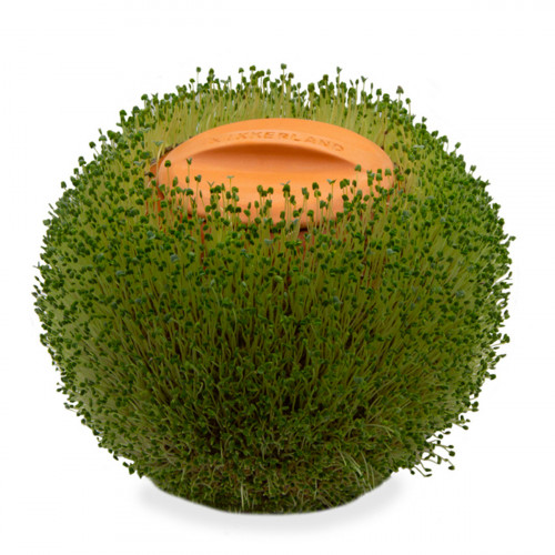 Jardinière en terre cuite sphère verte à faire pousser