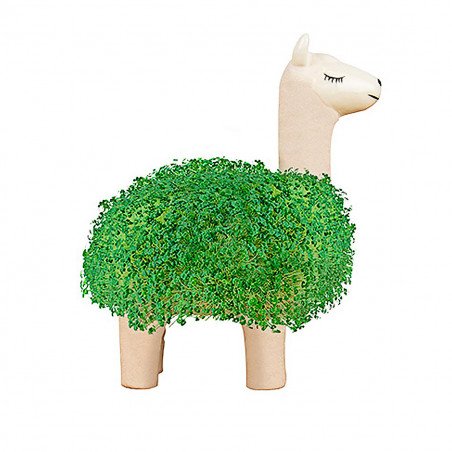 Lama à faire pousser