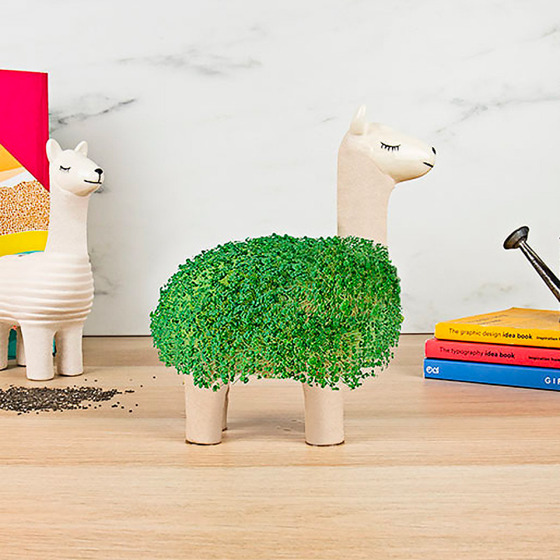 Lama à faire pousser