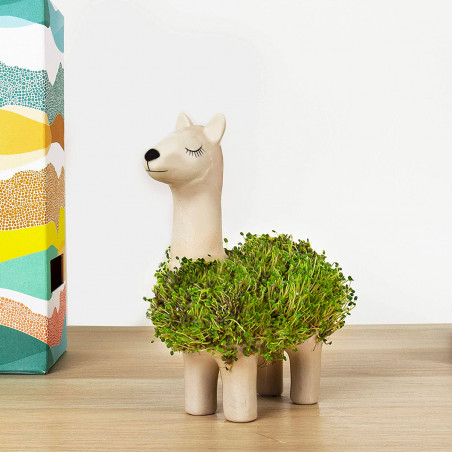 Lama à faire pousser