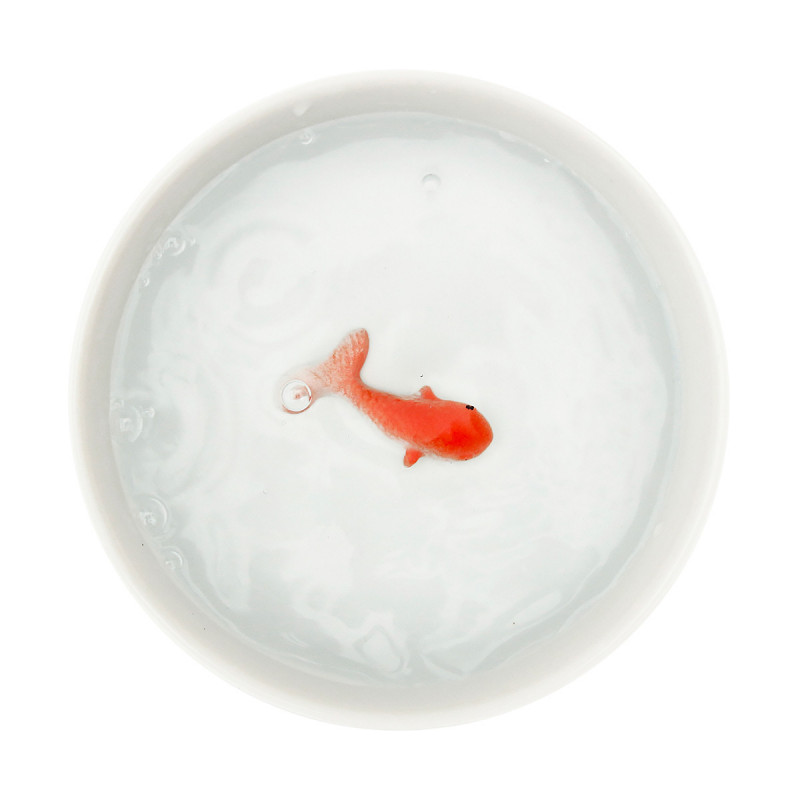 Bol poisson rouge pour chat