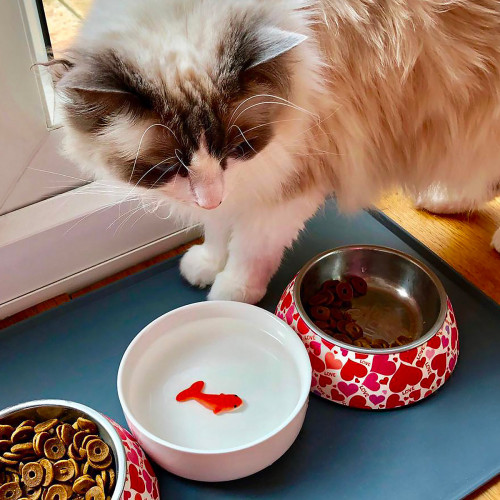 Bol poisson rouge pour chat