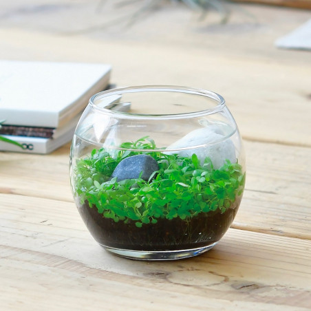 Water garden, jardin aquatique