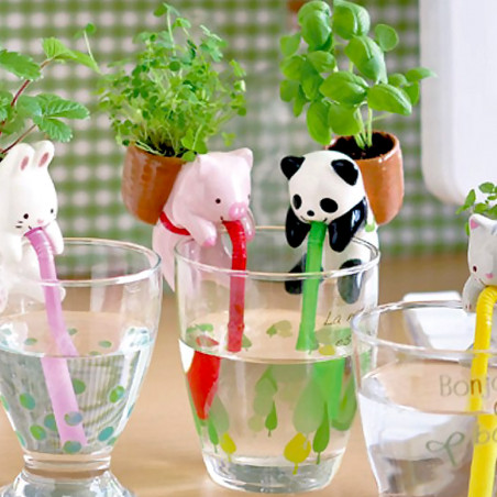 Chuppon Cochon trèfle à faire pousser