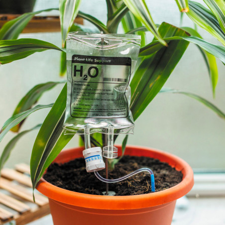 Perfusion H2O pour plantes