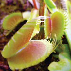 Plante carnivore