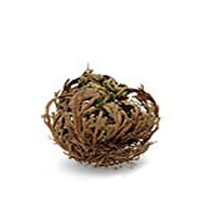 Photo Plante résurrection