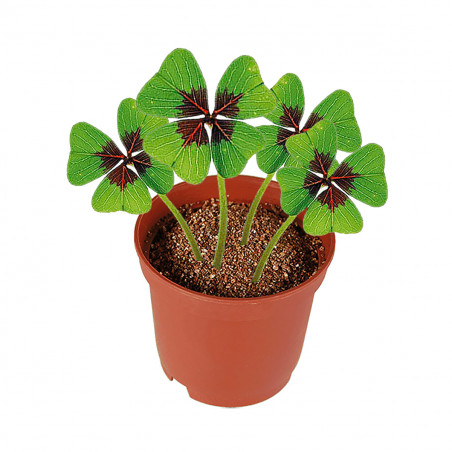 Trèfle porte-bonheur