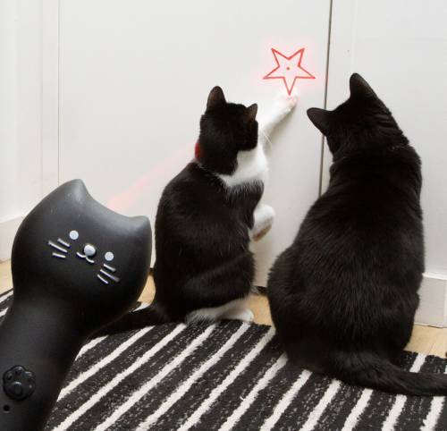 Laser rechargeable pour chat Kiko – Kikkerland