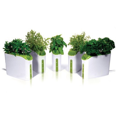 Incubateur végétal