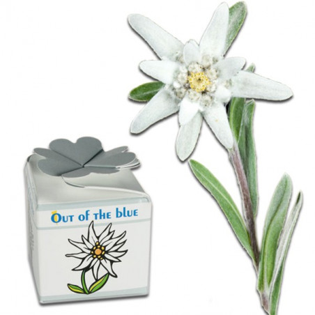 Mini kit de plantation Edelweiss