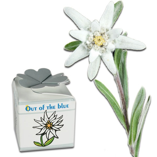Mini kit de plantation Edelweiss