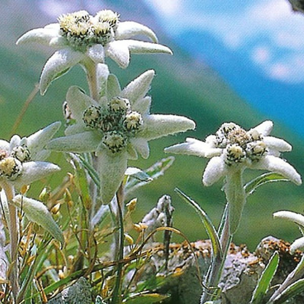Mini kit de plantation Edelweiss