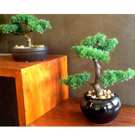 Bonsaï XL